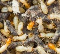 Termite Control Brisbane image 1